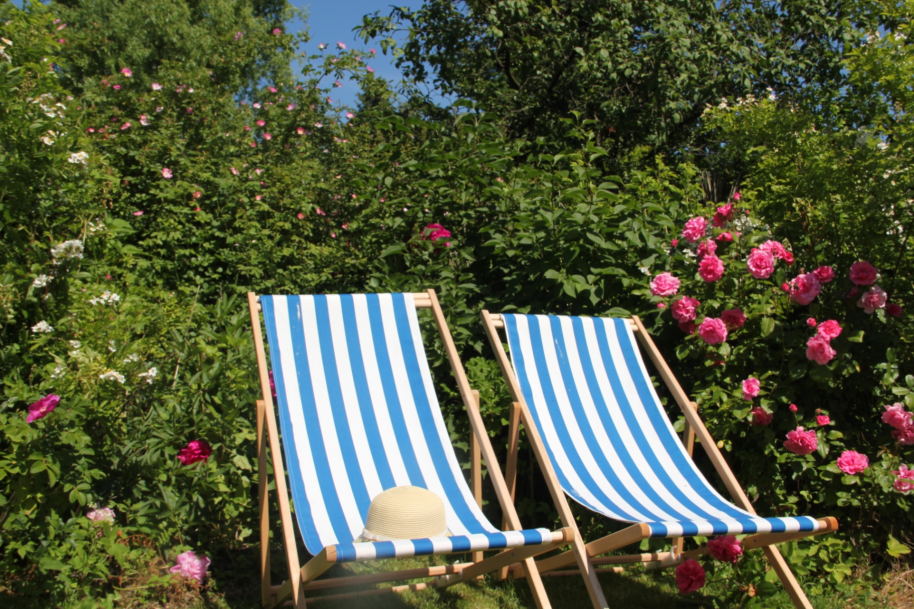 Blau-weiß gestreifte Liegestühle im Hotelgarten zwischen blühenden Rosen
