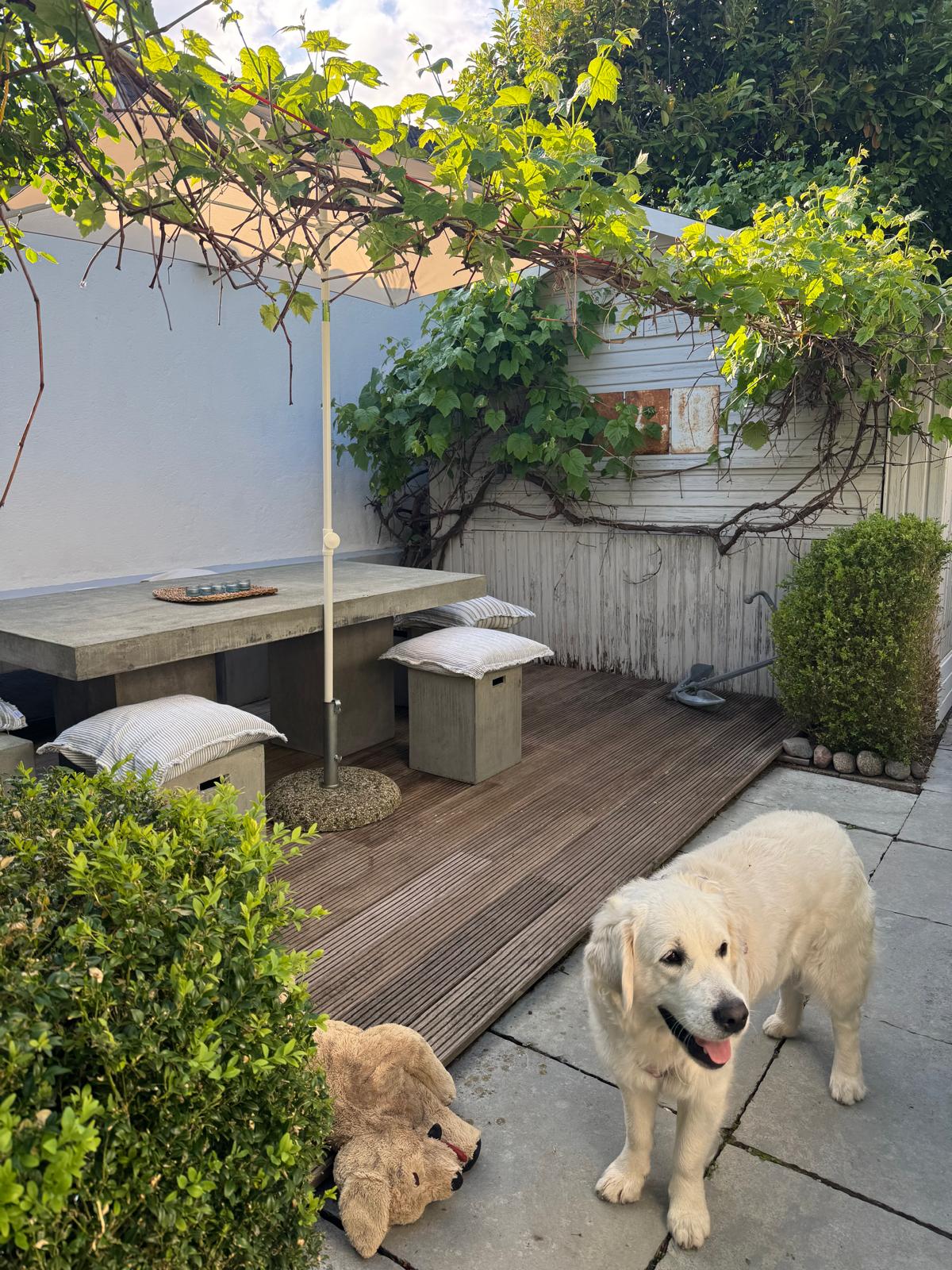 Golden Retriever unter der Weinlaube auf der Gartenterrasse