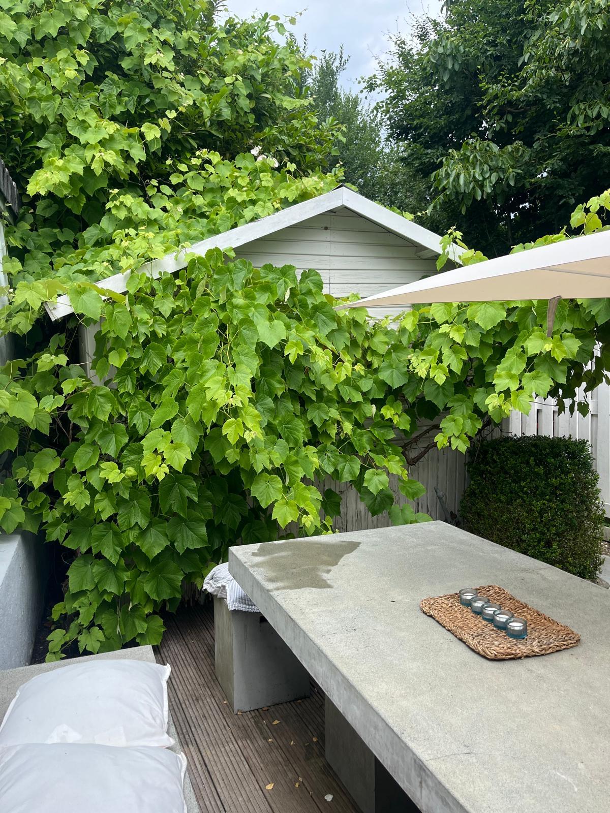 Betontisch unter grüner Weinlaube im Hotelgarten